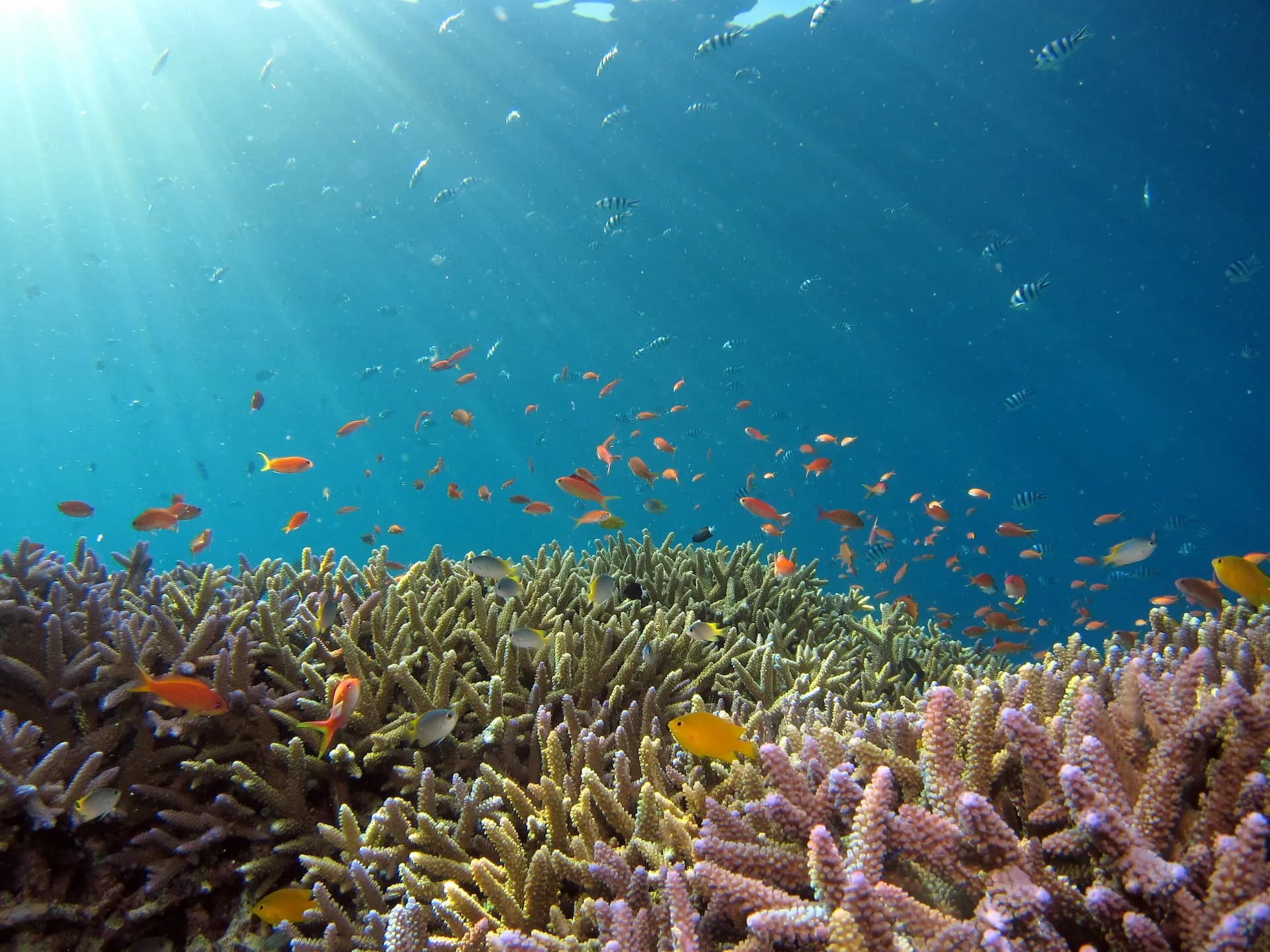 Antalya'da unutulmaz bir dalış deneyimi için Oasis Dive Center ile iletişime geçin